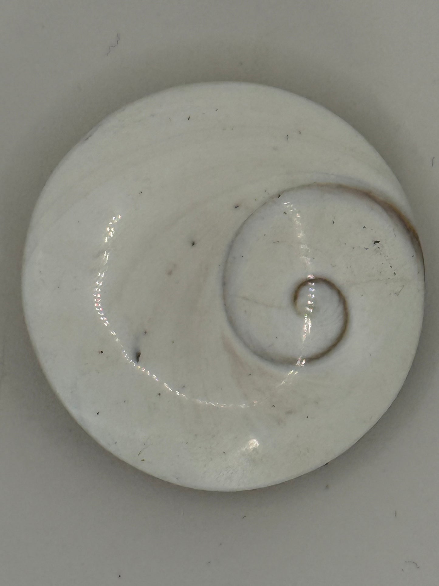 Shiva Shell – Natural Ocean Stone for Protection, Intuition & Spiritual Insight
