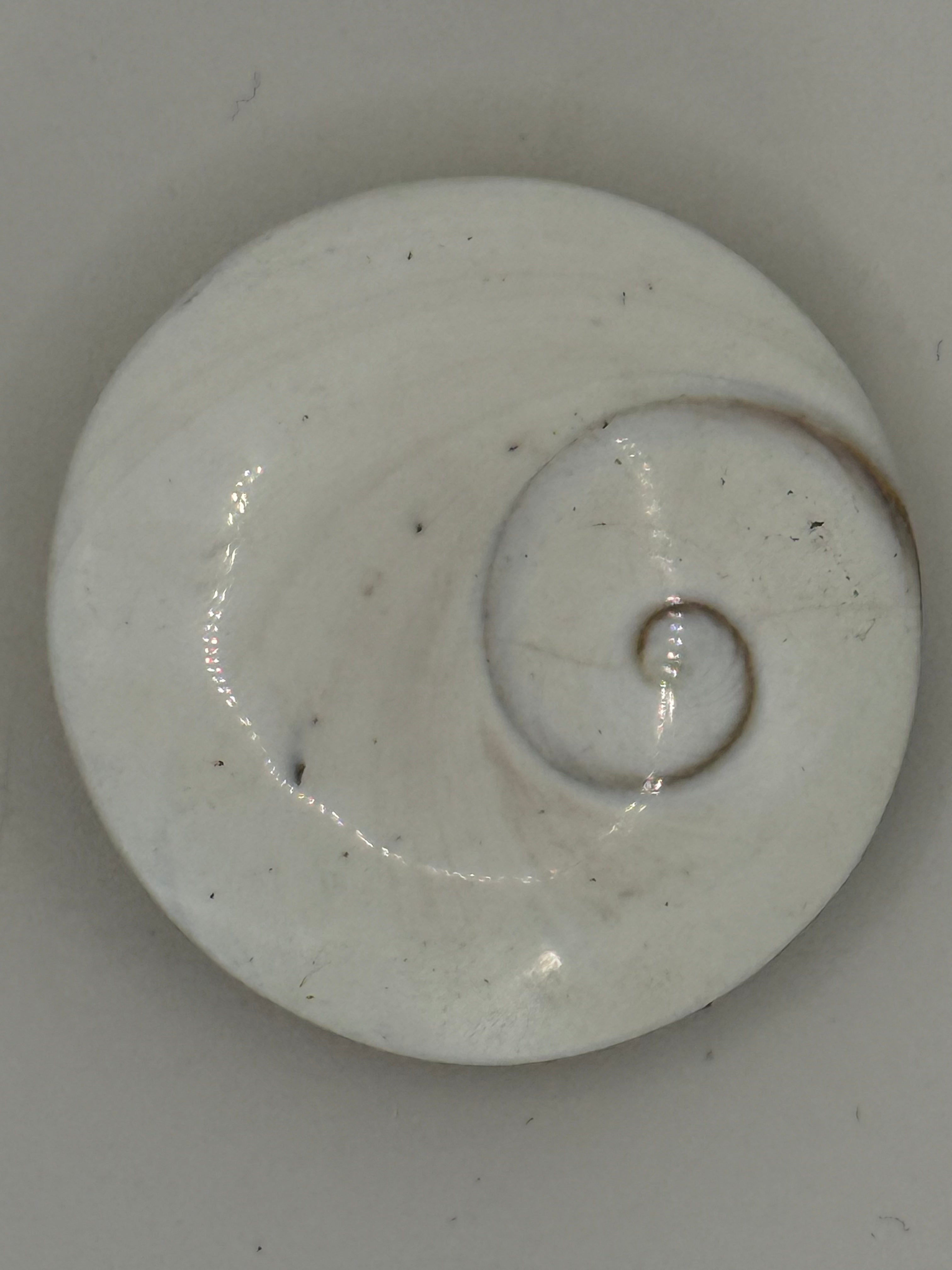 Shiva Shell – Natural Ocean Stone for Protection, Intuition & Spiritual Insight