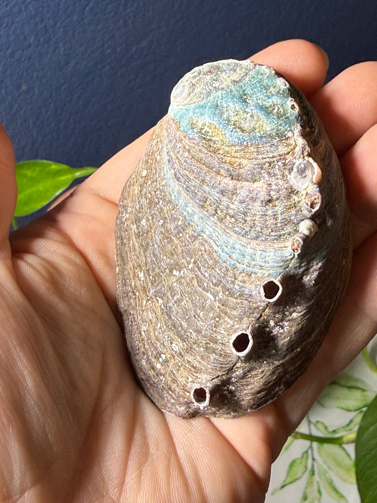 Abalone Shell Smudge Dish Collection — Ocean‑Born Cleansing Bowls for Ritual & Smoke Work