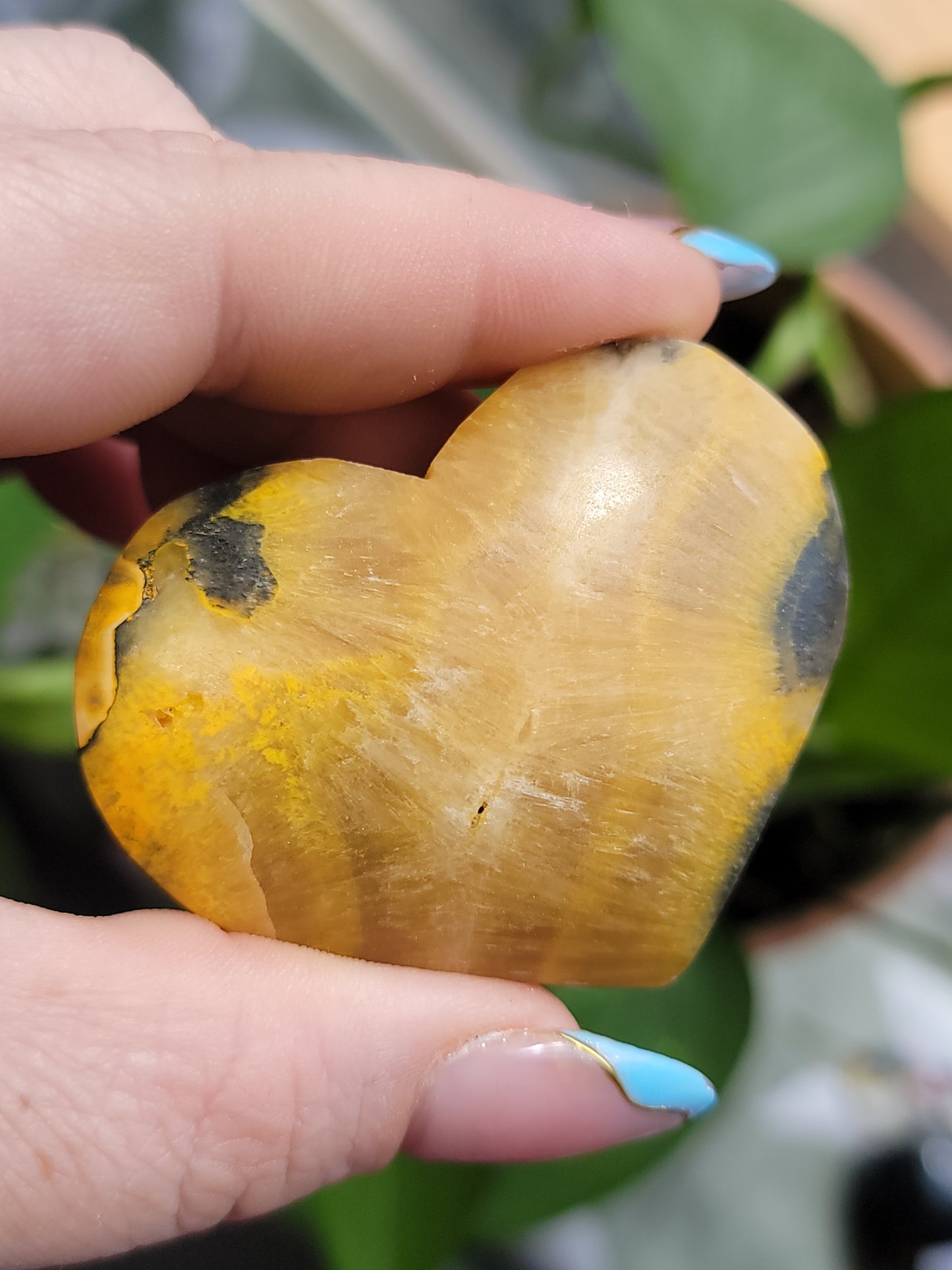 Bumblebee Jasper Heart Palm